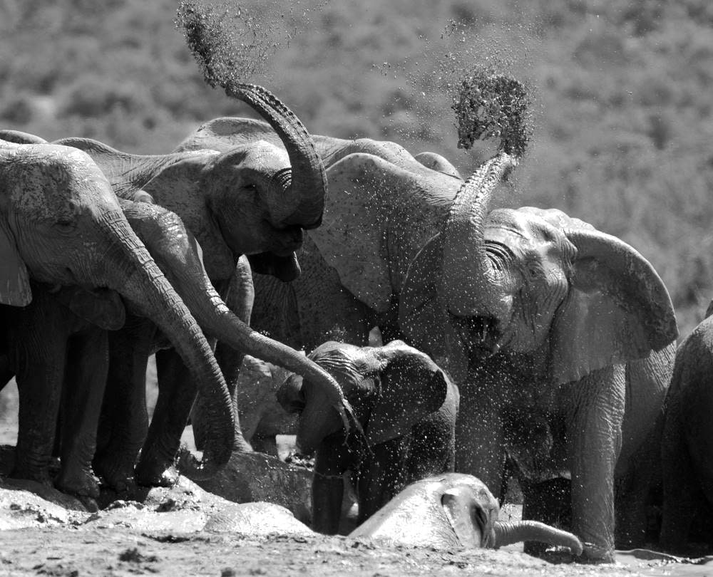 Bath Time by Rebecca Hearfield