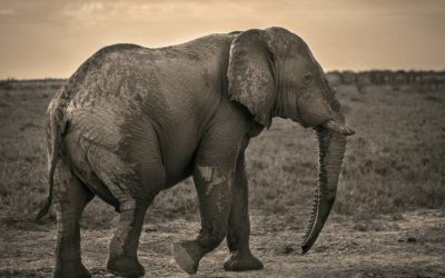 A little bit about elephants