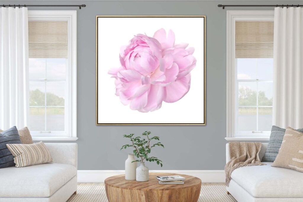 Close up of a single pink rose framed and hanging on a wall